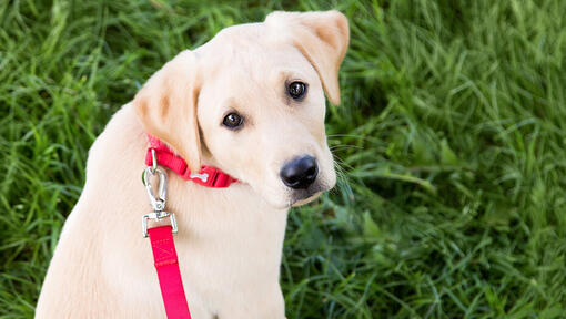 How to Train a Puppy to Walk on a Leash Purina